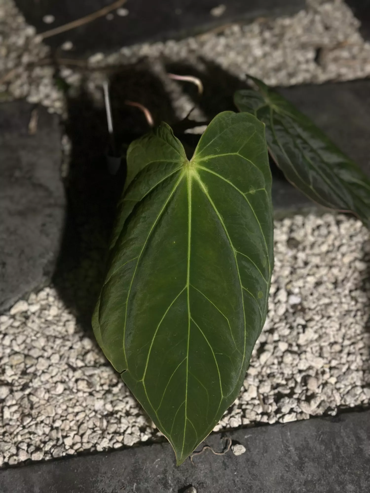 plant/Tezula Carla x BVEP-1