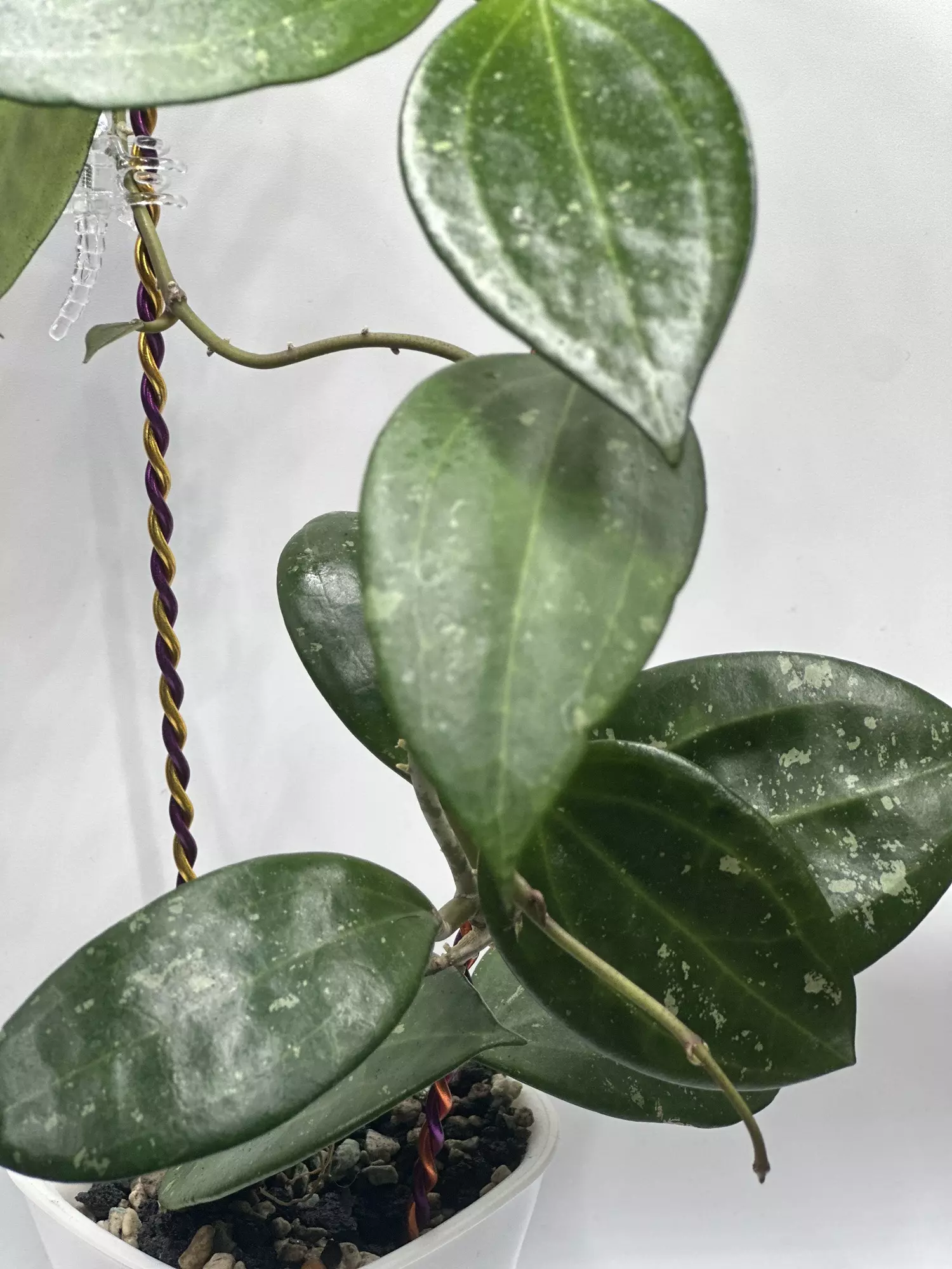 plant/Hoya Hanhiae pink flows cutting-3