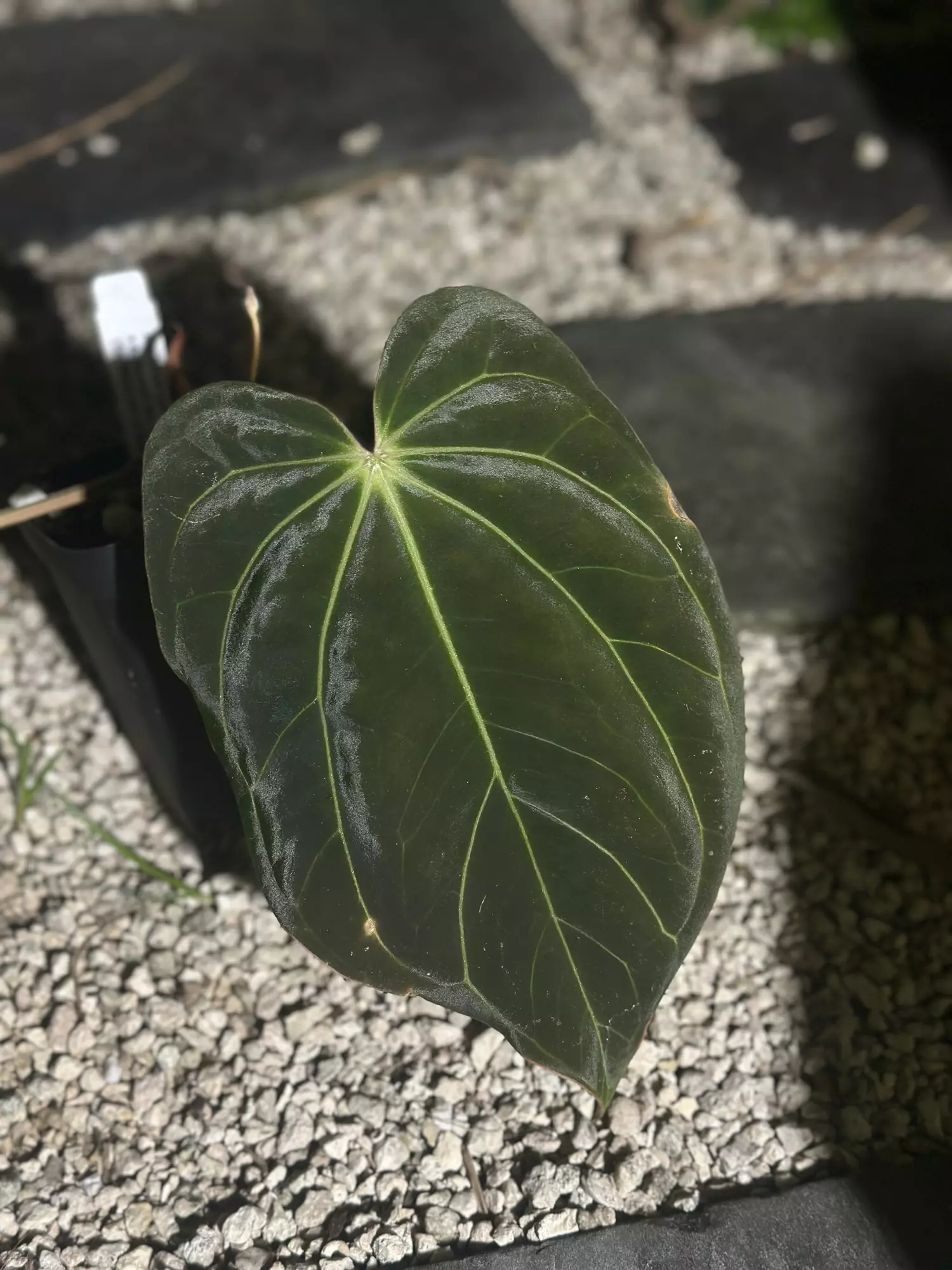 plant/Tezula Carla x BVEP-0