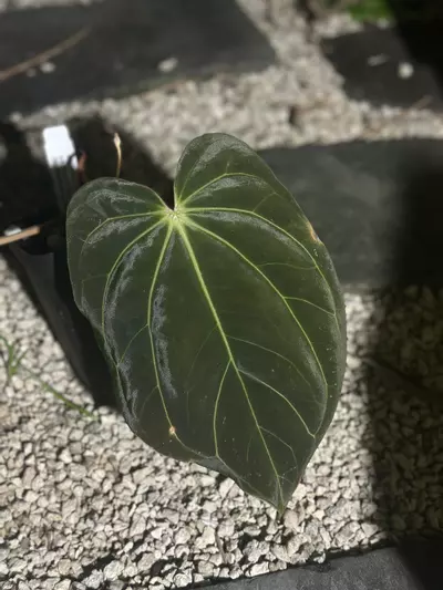 plant/Tezula Carla x BVEP-0-thumbnail