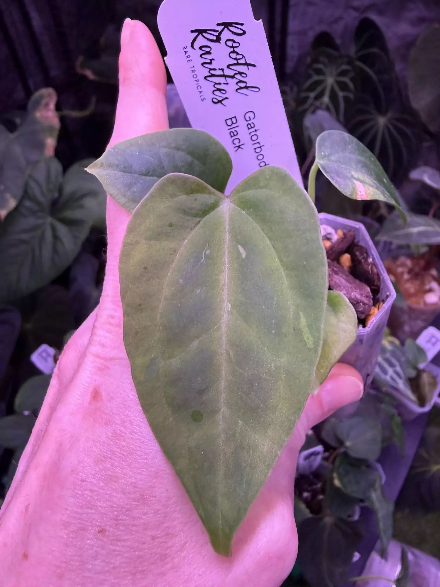 plant/Pap gatorbod x Tim’s black a sport -0