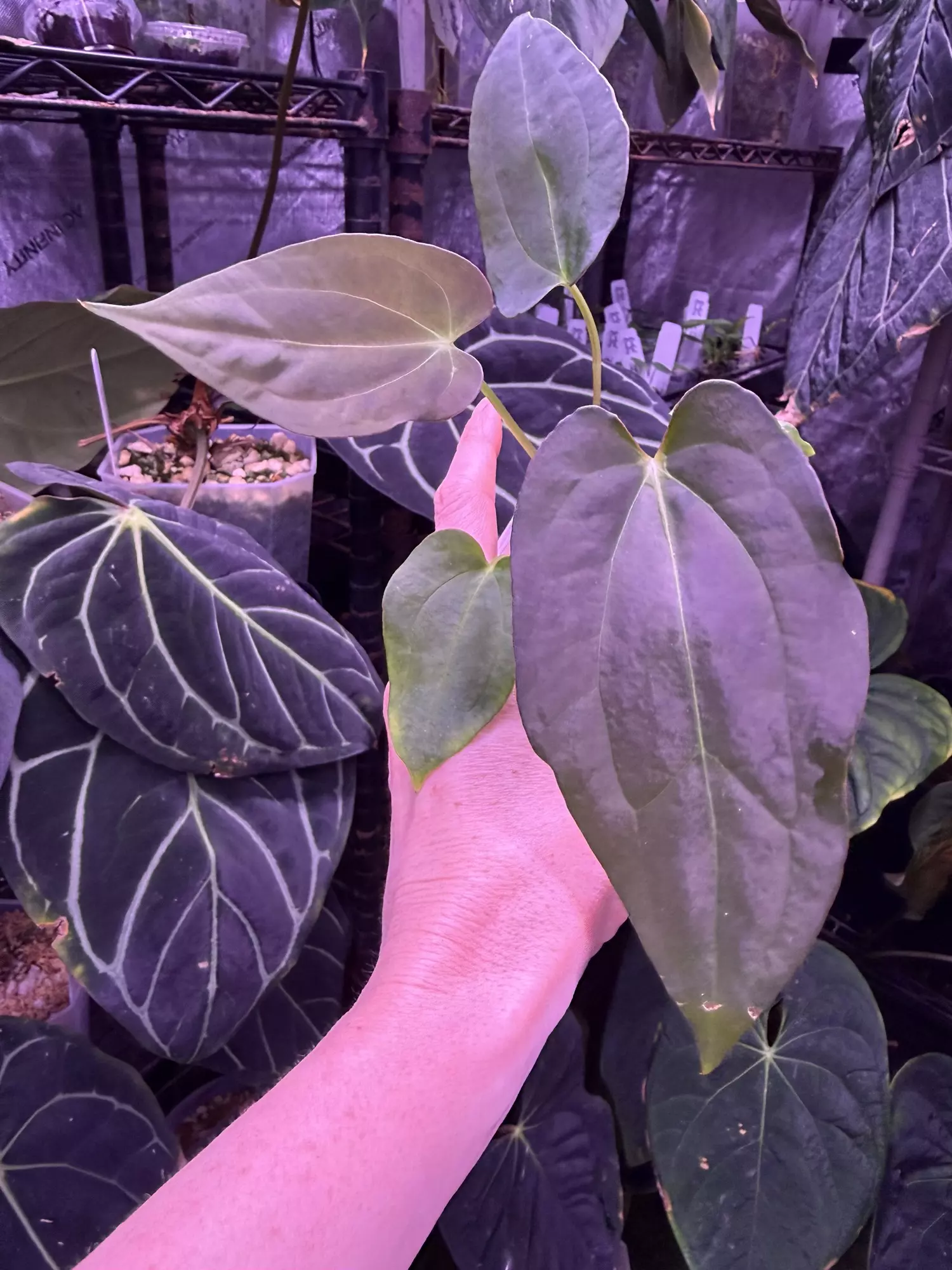 plant/Pap Gatorbod x Tims Black -0