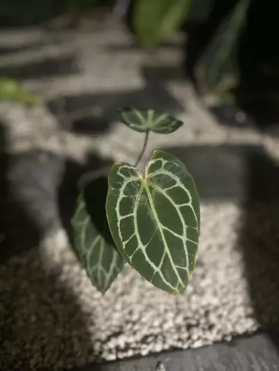 plant/Tezula Red Crystal-1-thumbnail