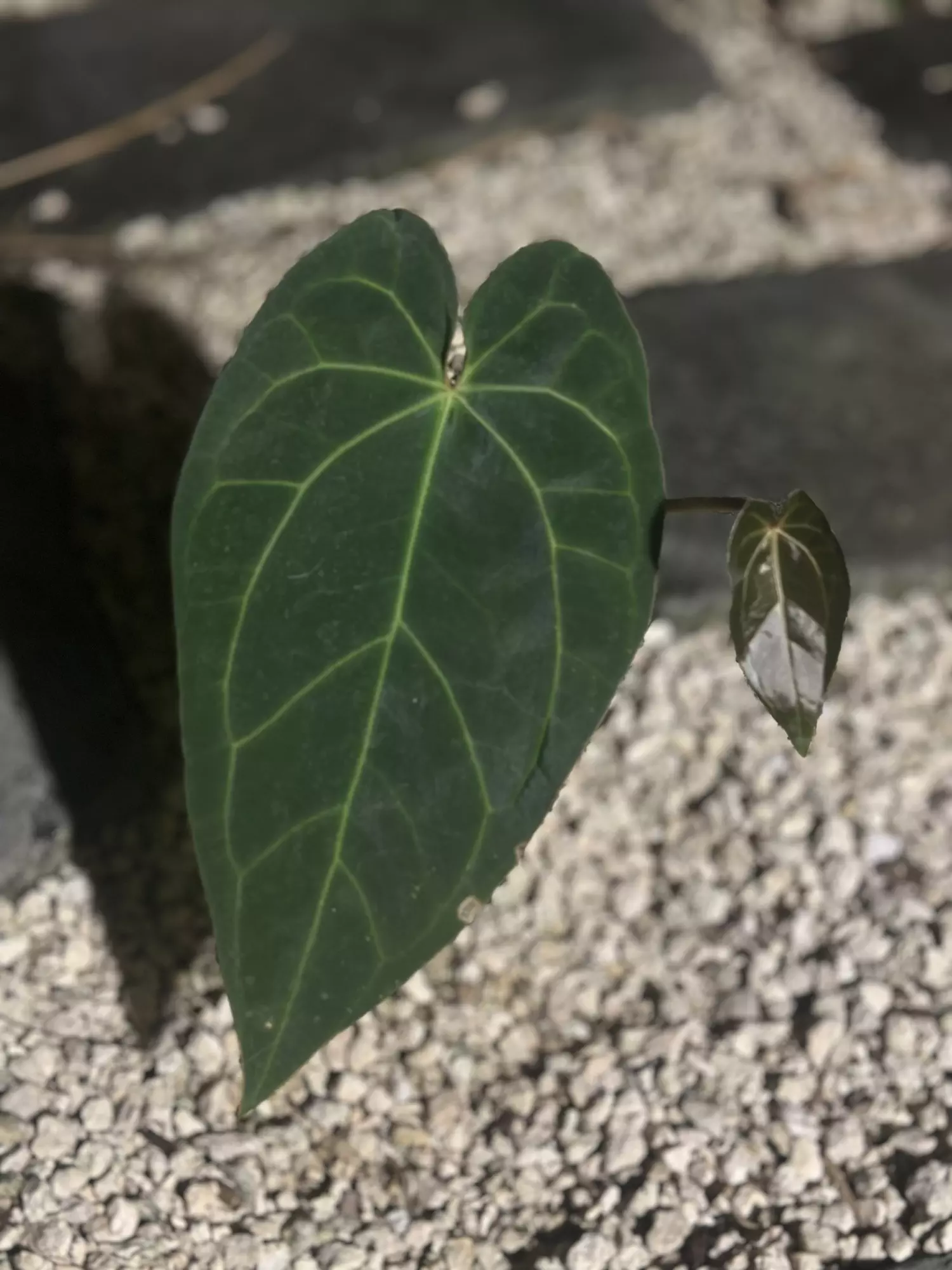 plant/Tim’s Black x Carla/Dress-1