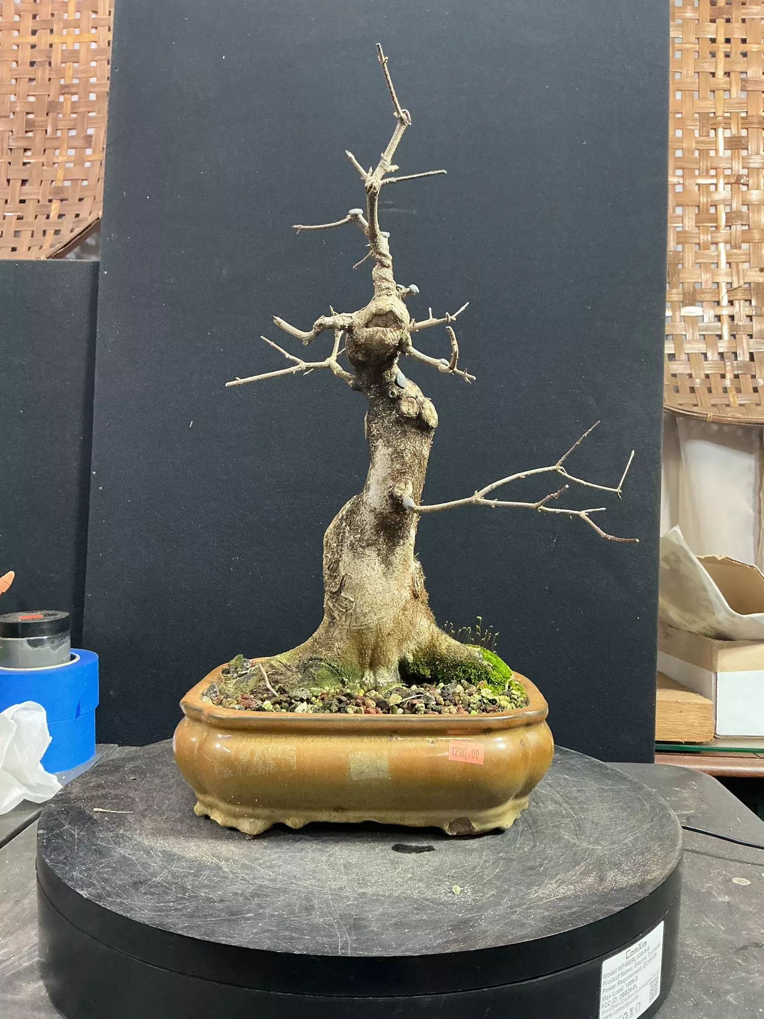 plant/Twenty-Two Year Old Trident Maple-0