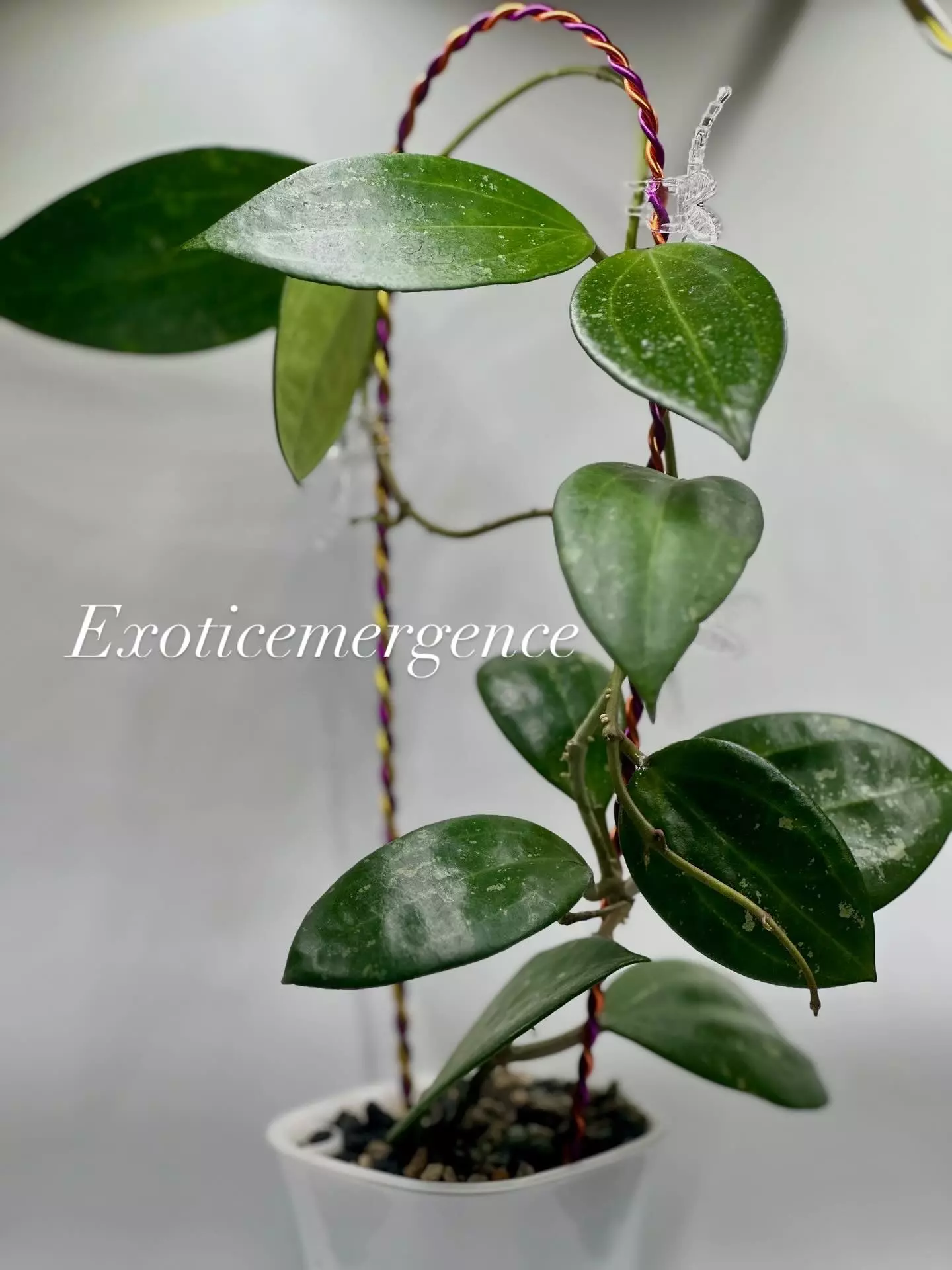 plant/Hoya Hanhiae pink flows cutting-0