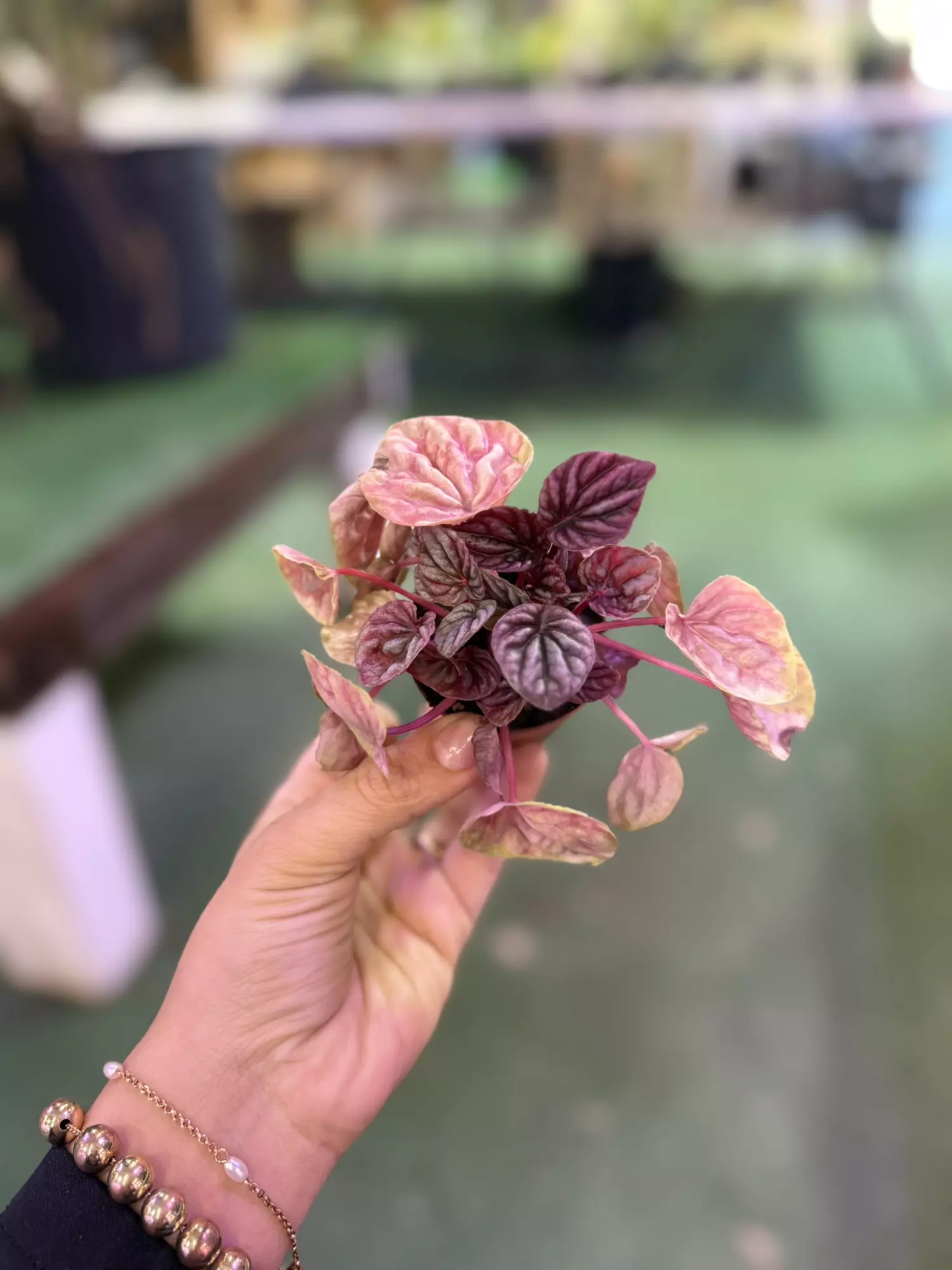 plant/Peperonia 3”-0