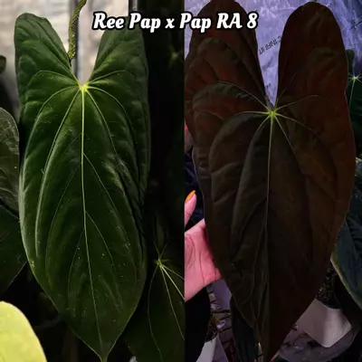 plant/Ree pap x Pap ra 8-1-thumbnail