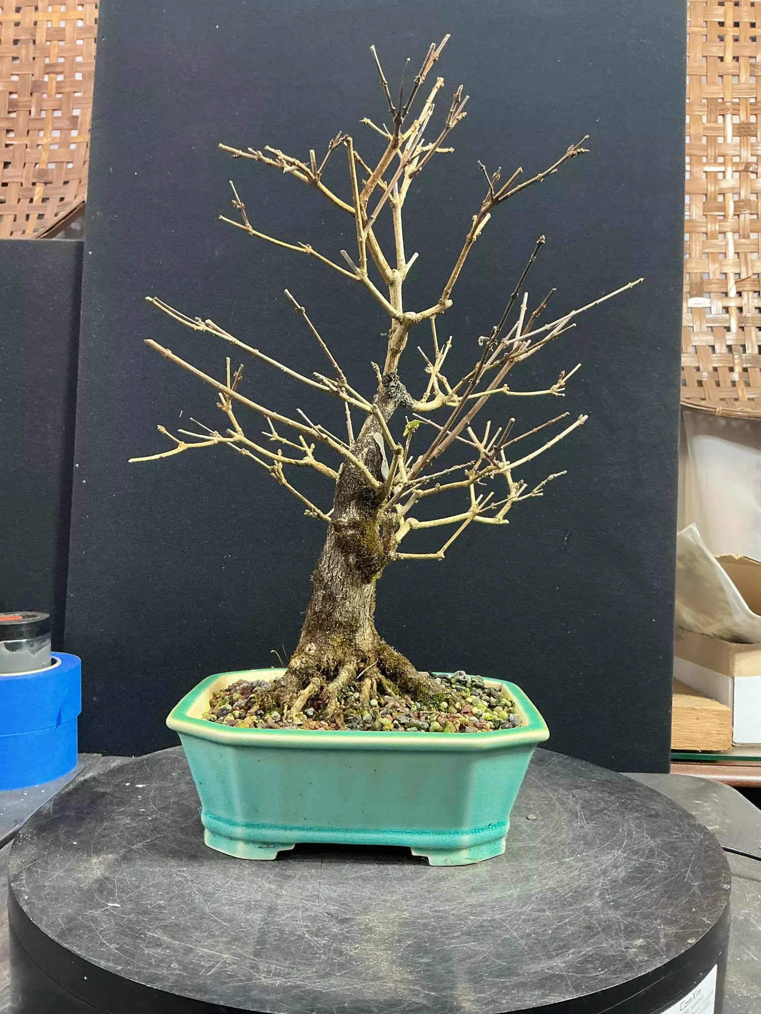 plant/Musk Maple in a chopped Yixing Pot-0