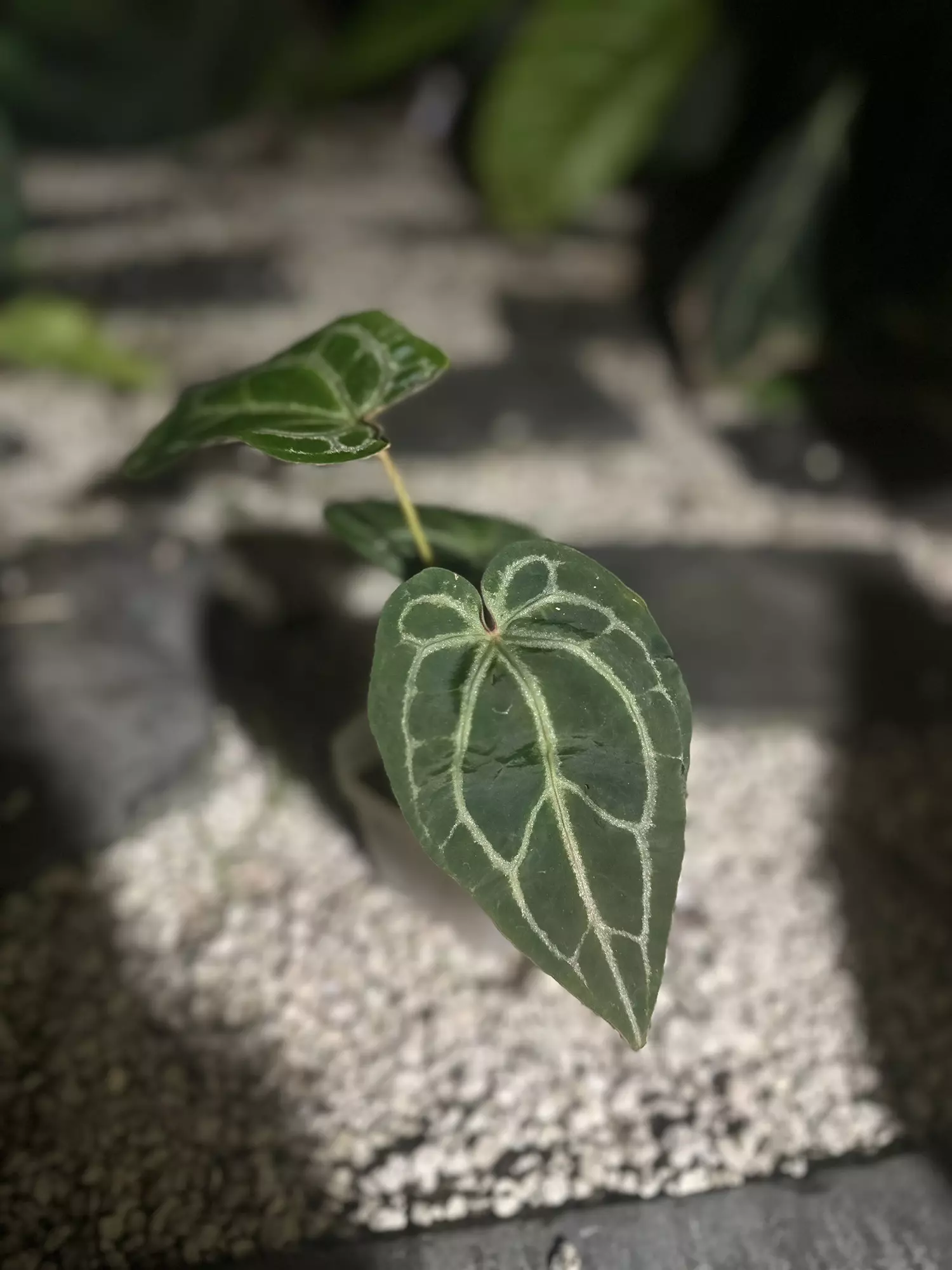 plant/Tezula Red Crystal-2