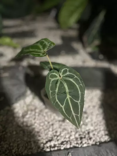 plant/Tezula Red Crystal-2-thumbnail