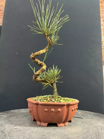 plant/Japanese Black Pine in a chopped Yixing Pot-1-thumbnail