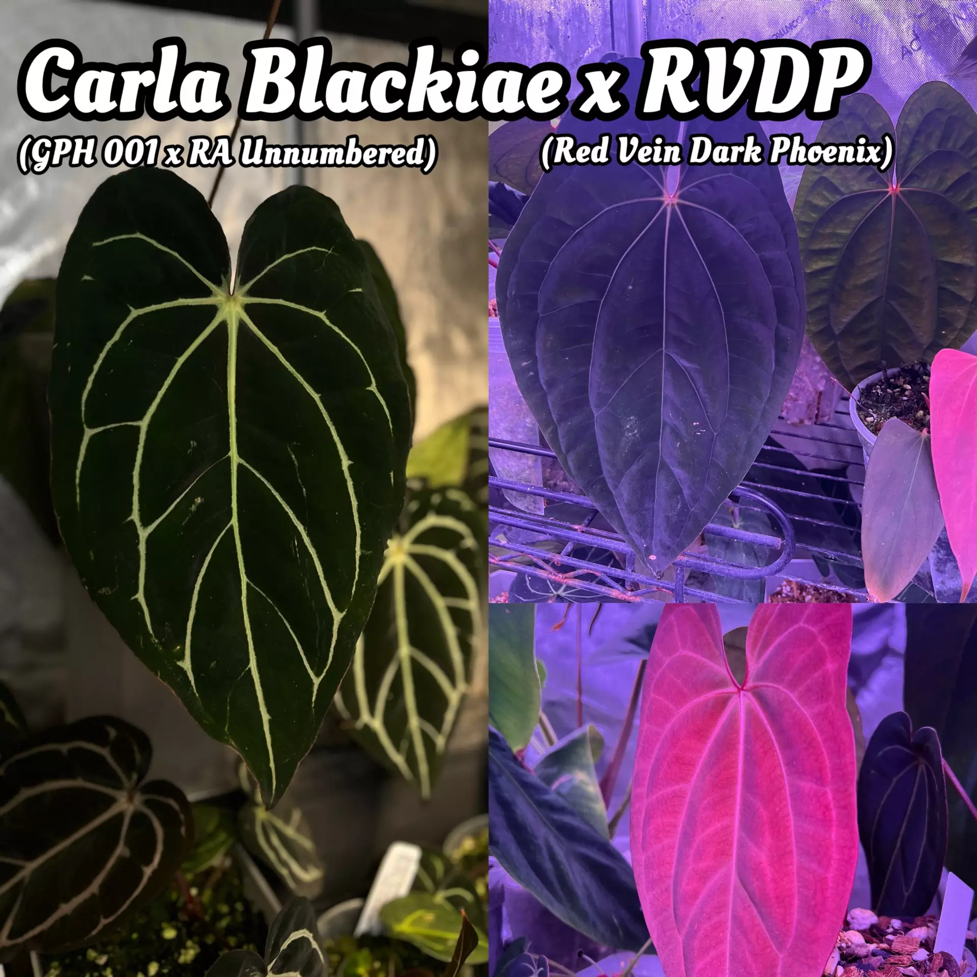 plant/Anubis full plant (Carla x rvdp)-4