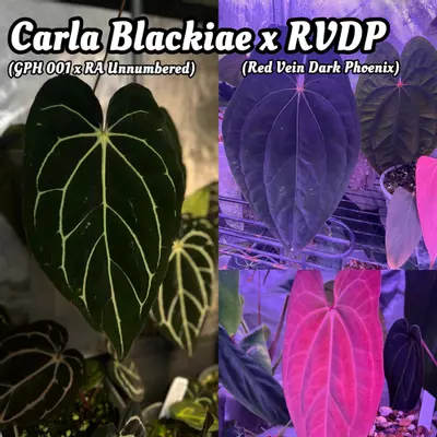 plant/Anubis full plant (Carla x rvdp)-4-thumbnail
