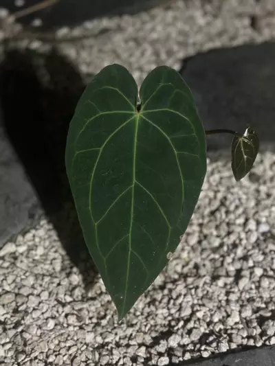 plant/Tim’s Black x Carla/Dress-0-thumbnail