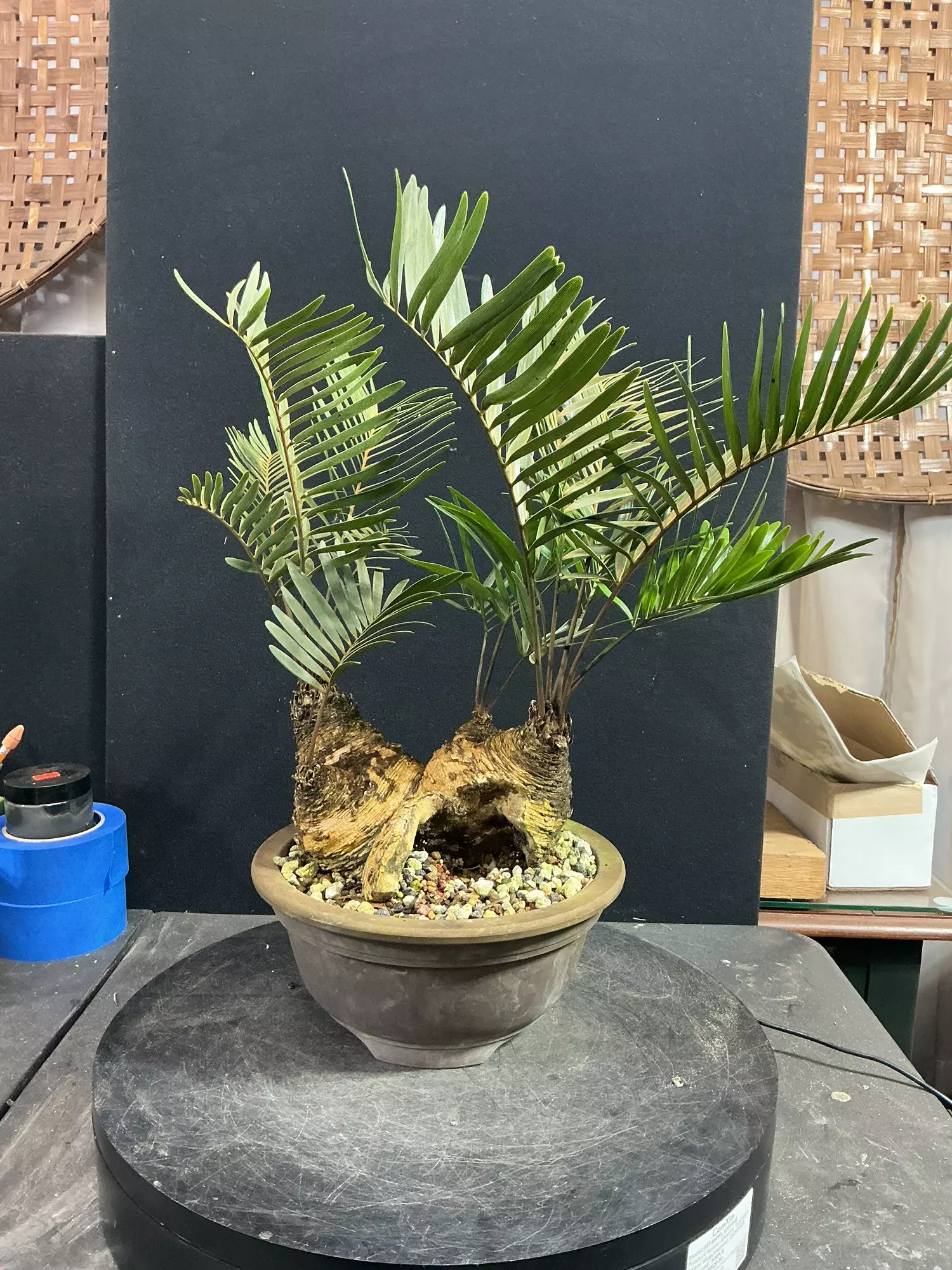 plant/Old Coontie Fern with Big Hollow-0