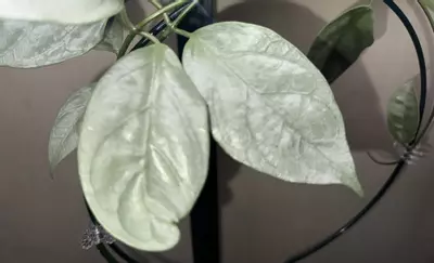 plant/Hoya coricea cutting only-2-thumbnail