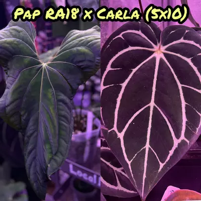 plant/Weird Pap 18 x Carla 5x10-1-thumbnail