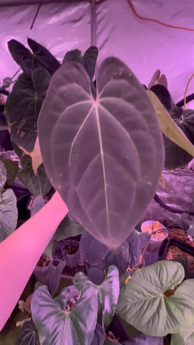 plant/Anubis full plant (Carla x rvdp)-3-thumbnail