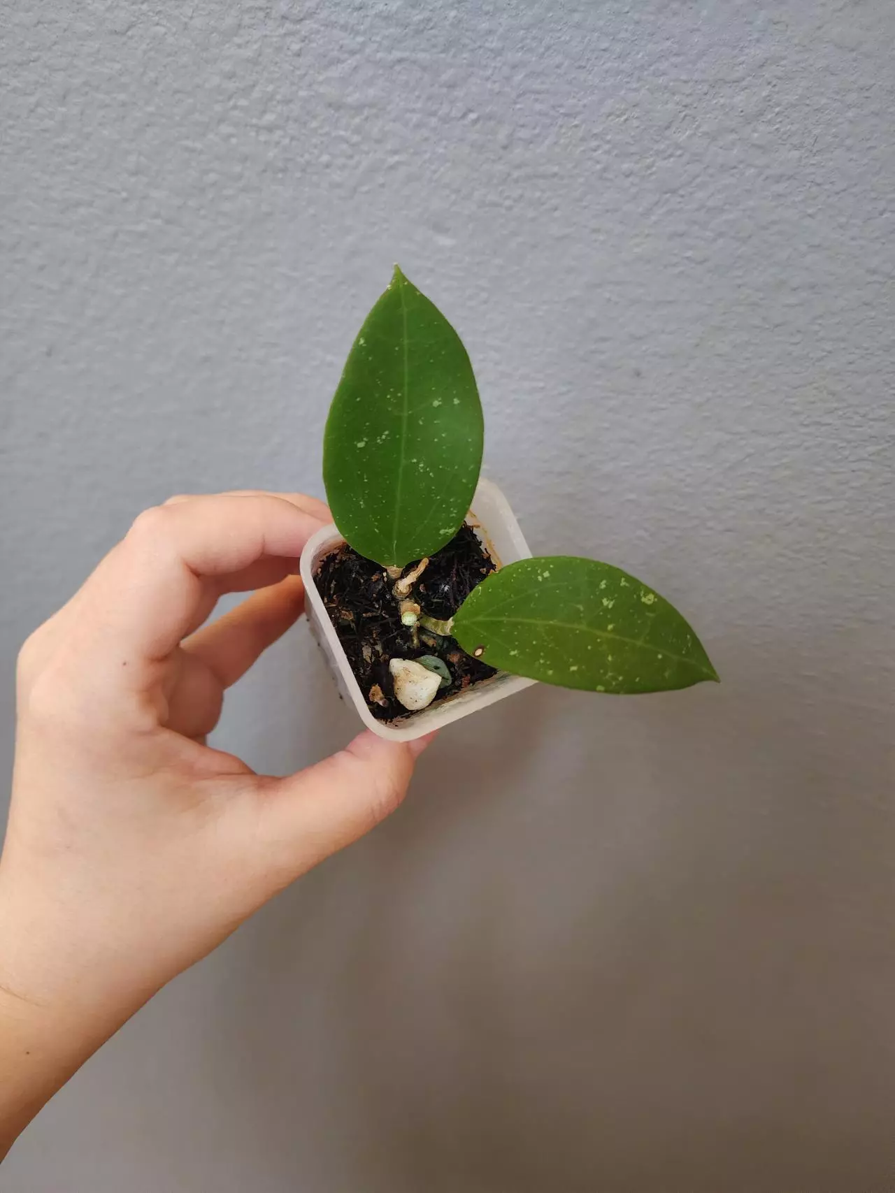 plant/Hoya KGD292-AL2 (H. cv. Bent OP seed)-0
