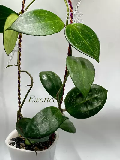 plant/Hoya Hanhiae pink flows cutting-1-thumbnail