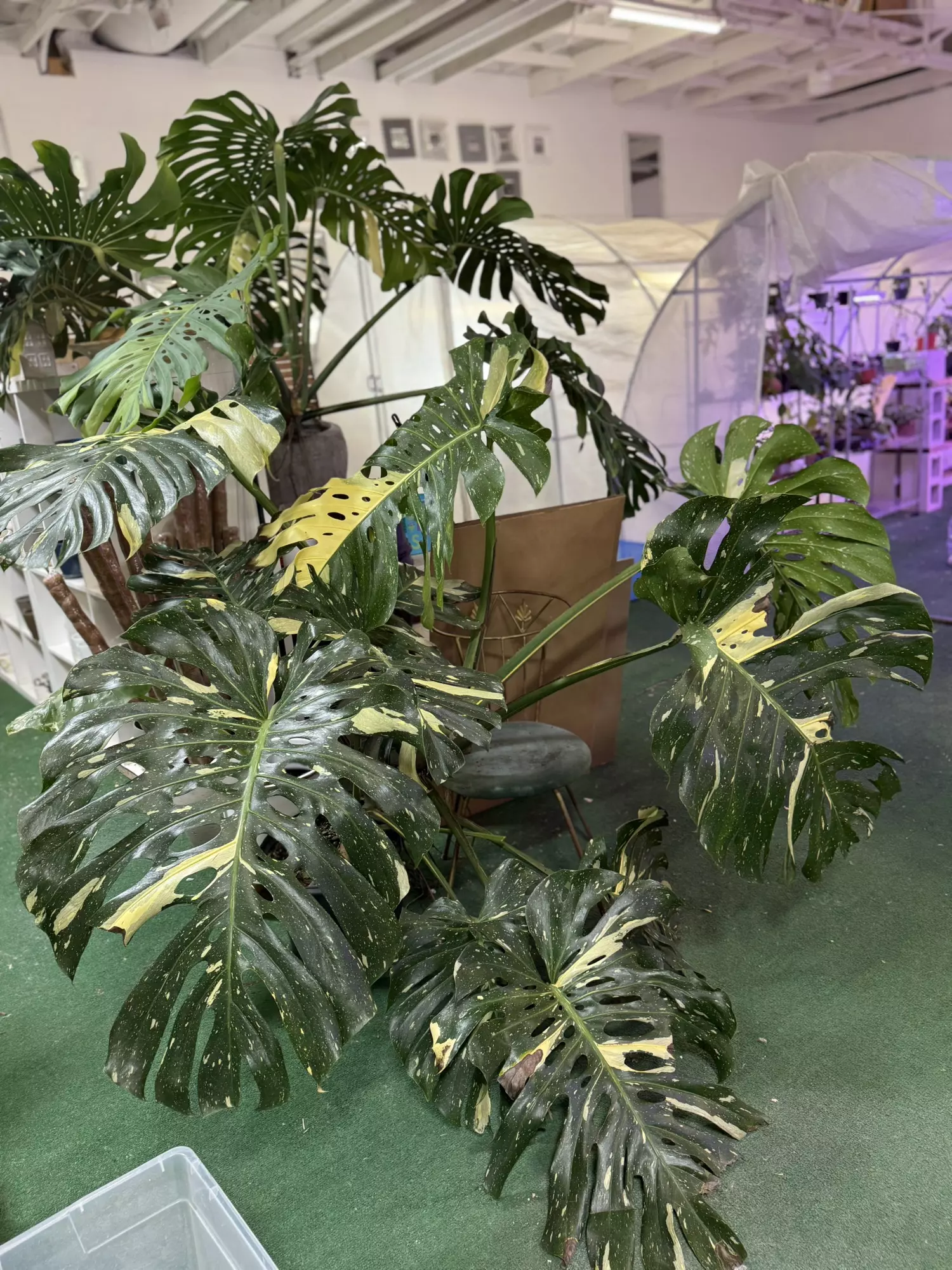 plant/Monstera Thai 3GL-0