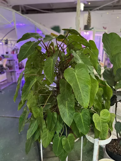 plant/Philodendron painted lady -1GL-0-thumbnail