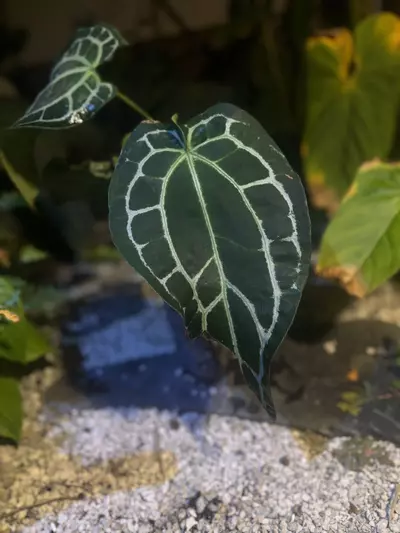 plant/XL Tezula Karma Widow select rooted top cut-2-thumbnail