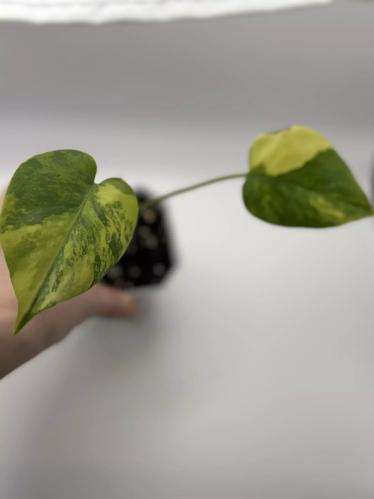 plant/Monstera aurea-1