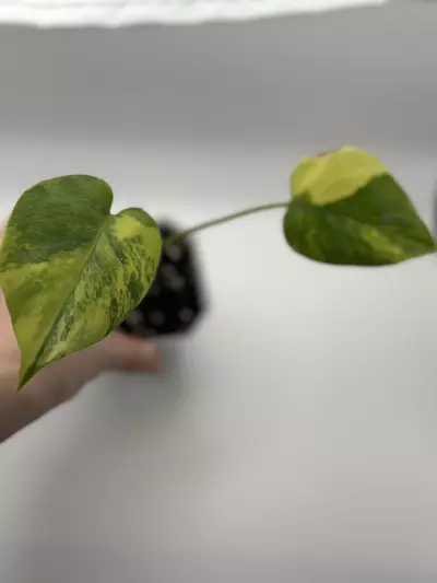 plant/Monstera aurea-1-thumbnail