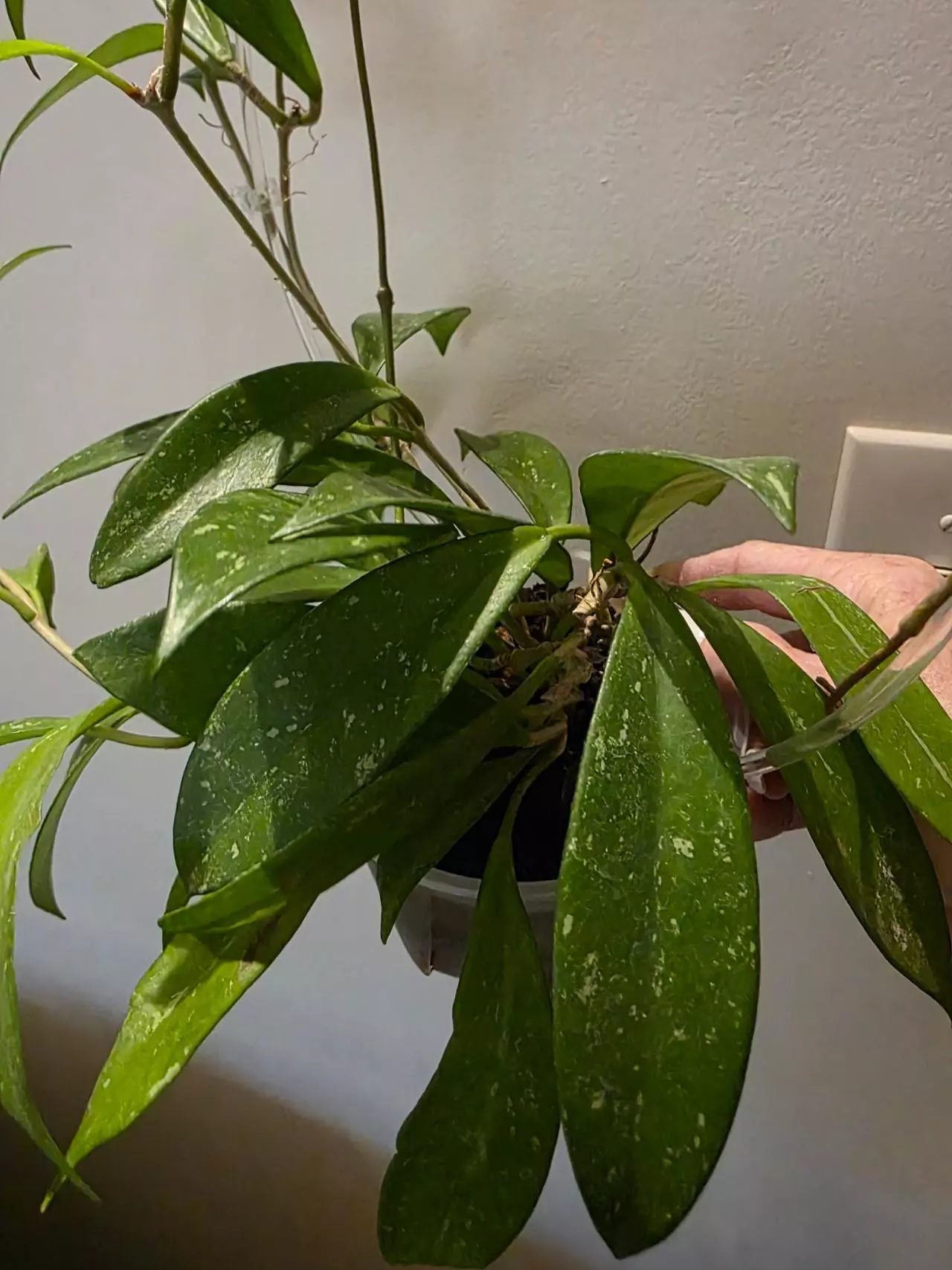 plant/Hoya pubicalyx splash-1