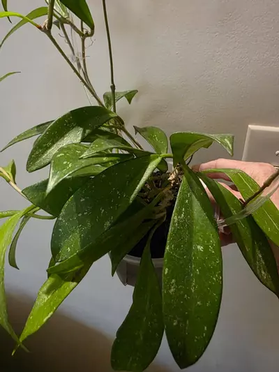 plant/Hoya pubicalyx splash-1-thumbnail