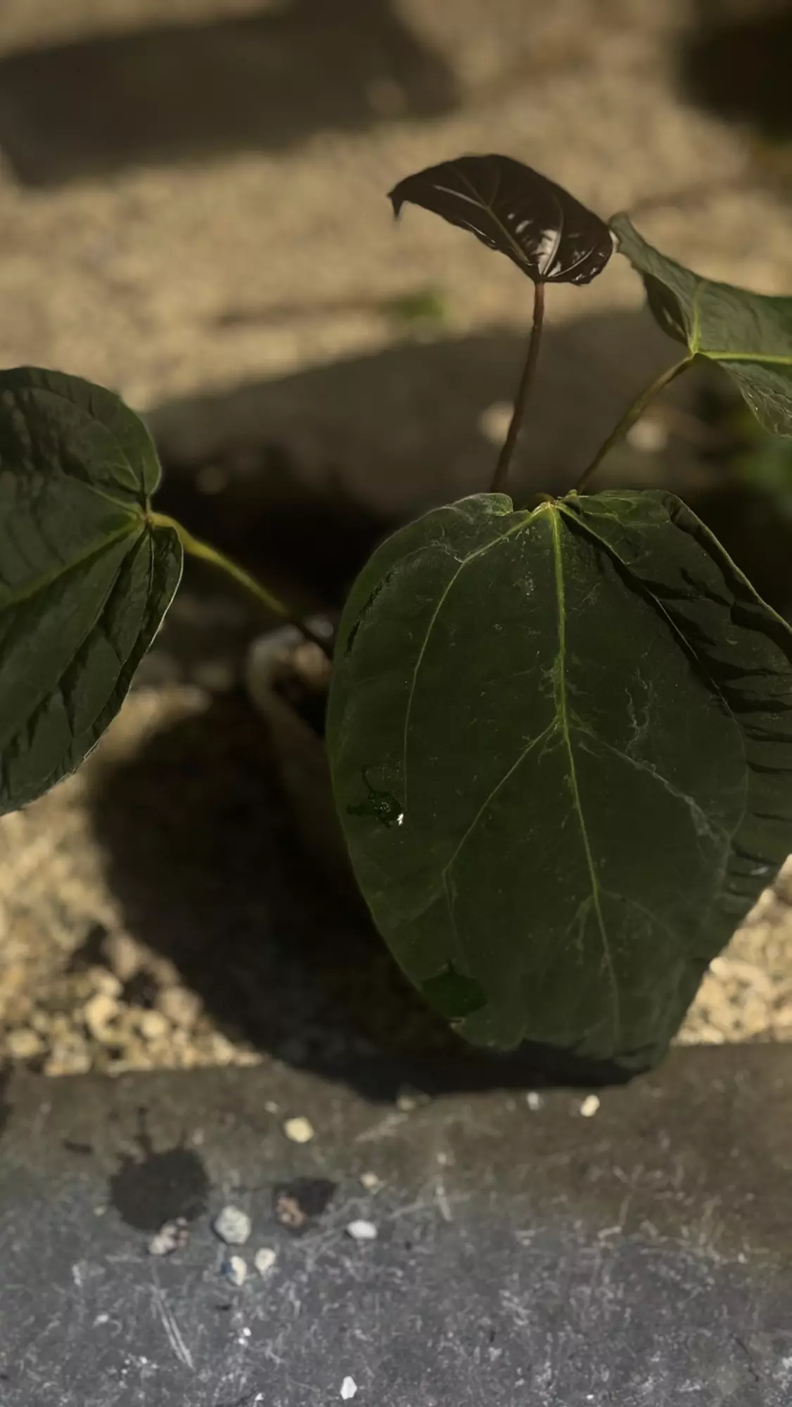 plant/Tezula BVEP F2 Sport w/blister var.-0