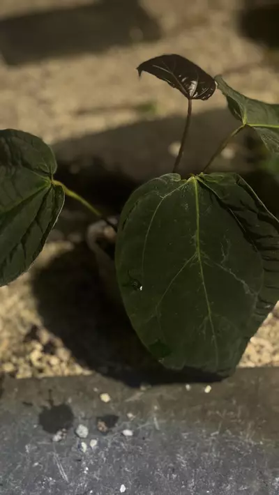 plant/Tezula BVEP F2 Sport w/blister var.-0-thumbnail