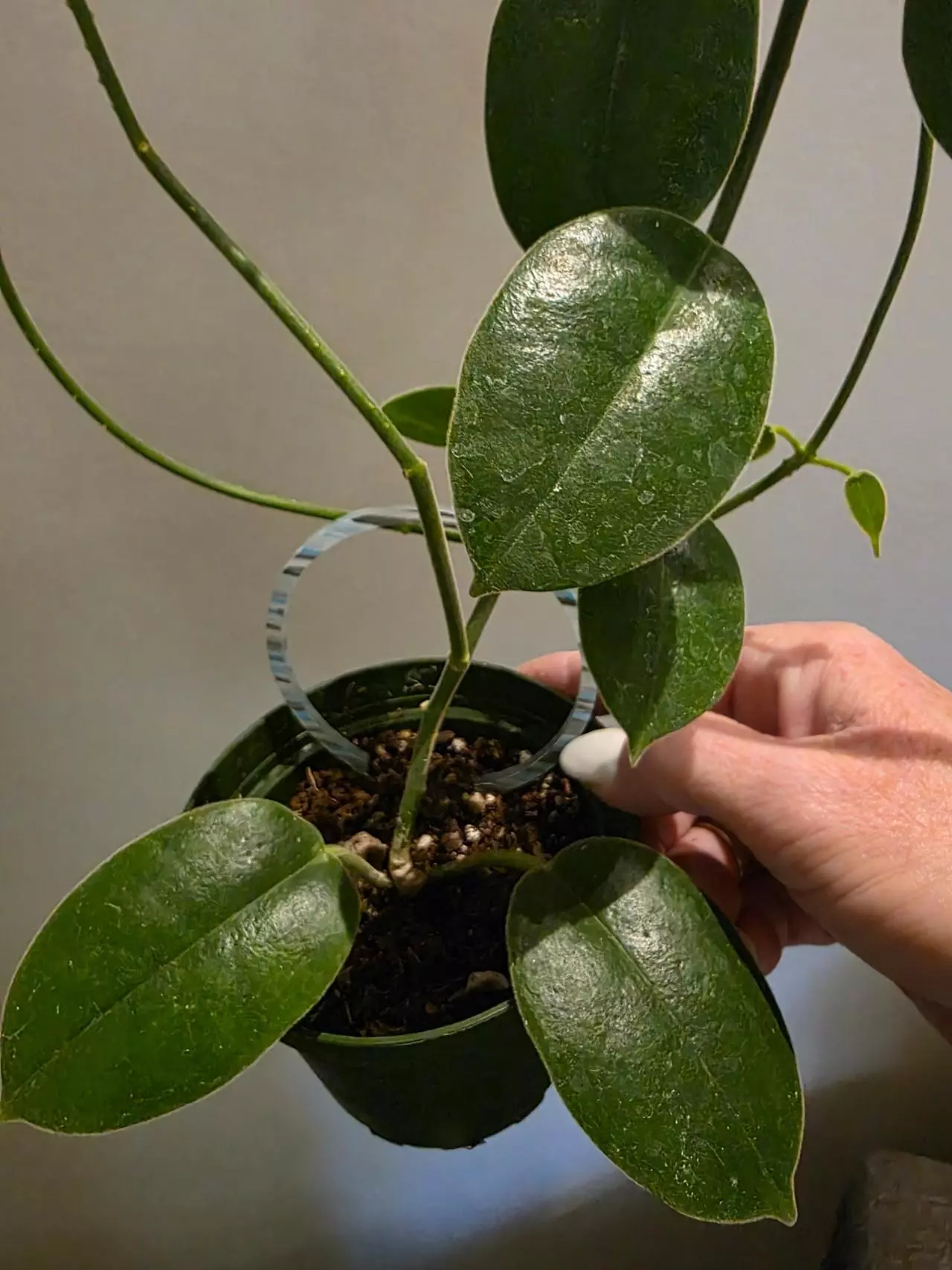 plant/Hoya Lost tag-0