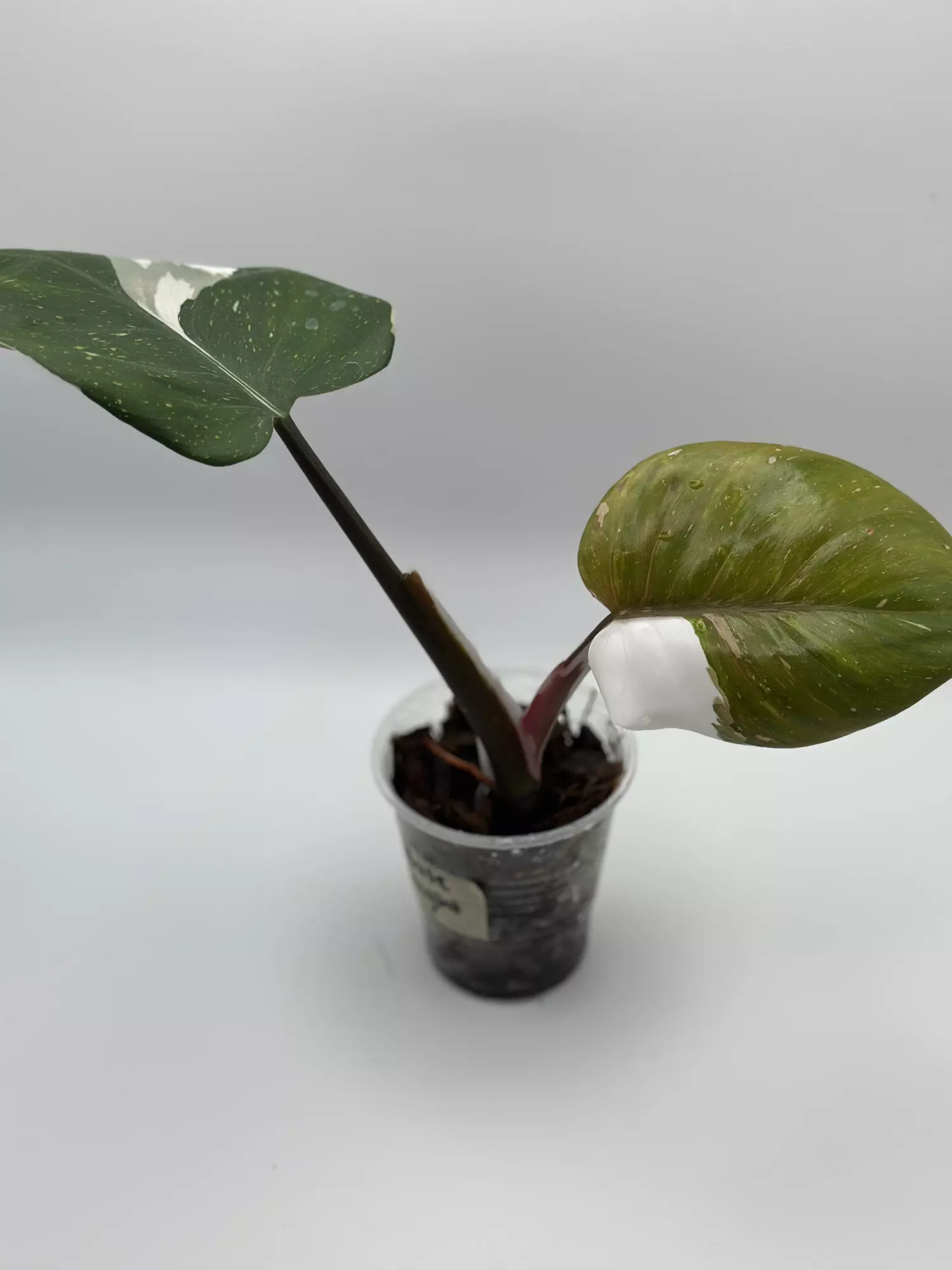 plant/White Knight Philo-0