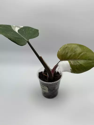 plant/White Knight Philo-0-thumbnail