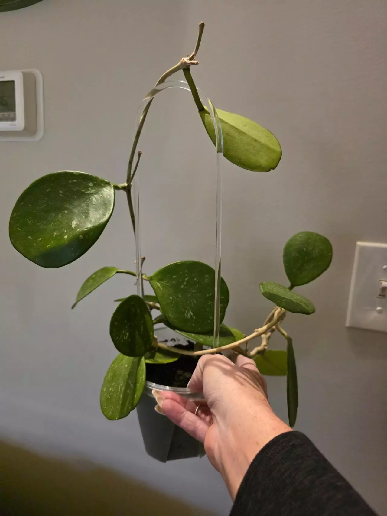 plant/Hoya obovata-0