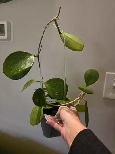 plant/Hoya obovata-0-thumbnail