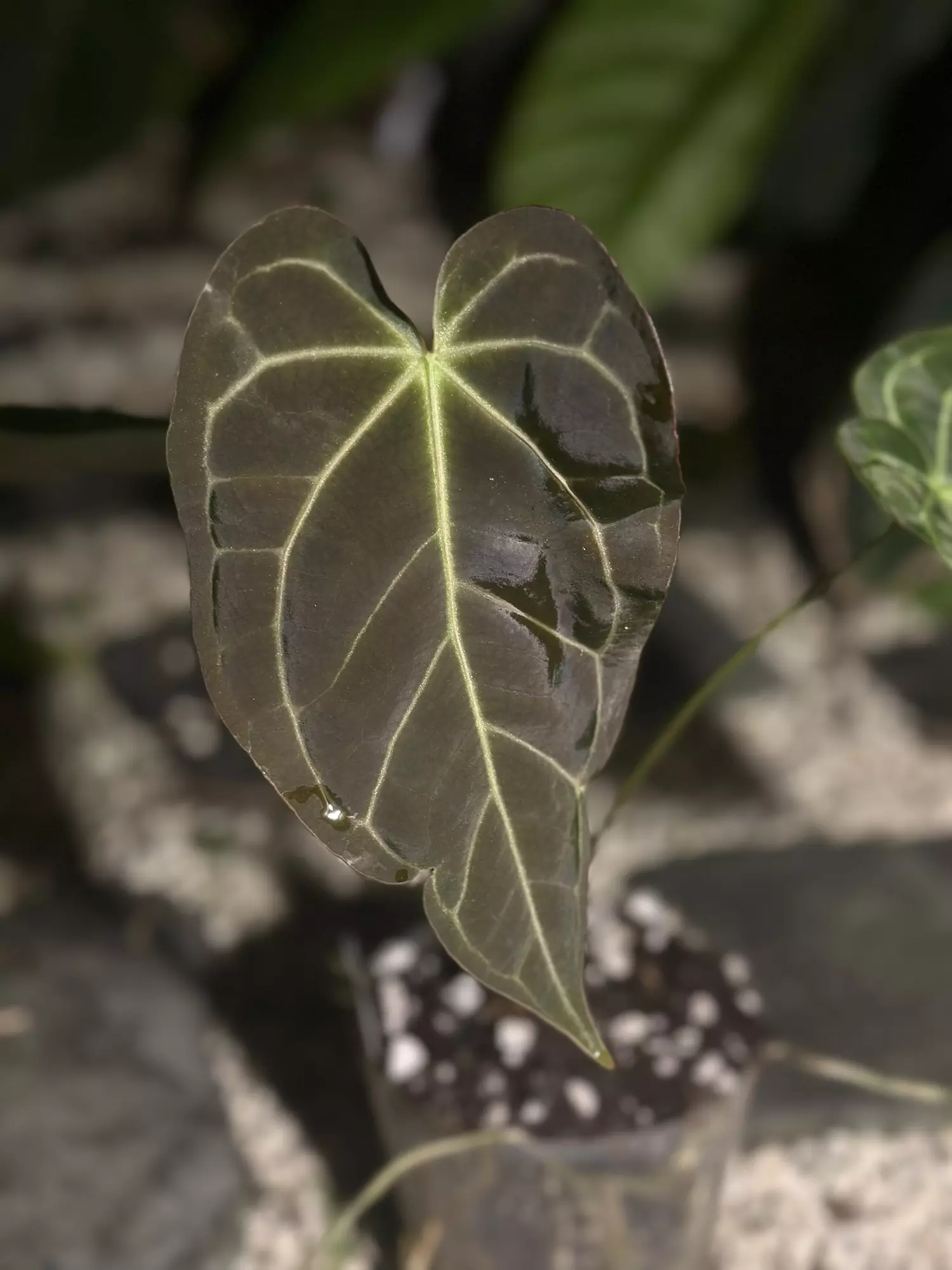 plant/SKG Stripey x AOS-2