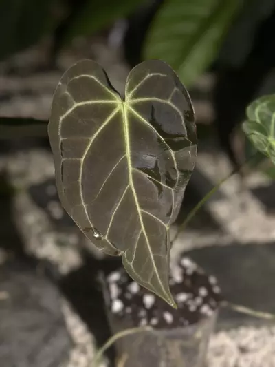 plant/SKG Stripey x AOS-2-thumbnail