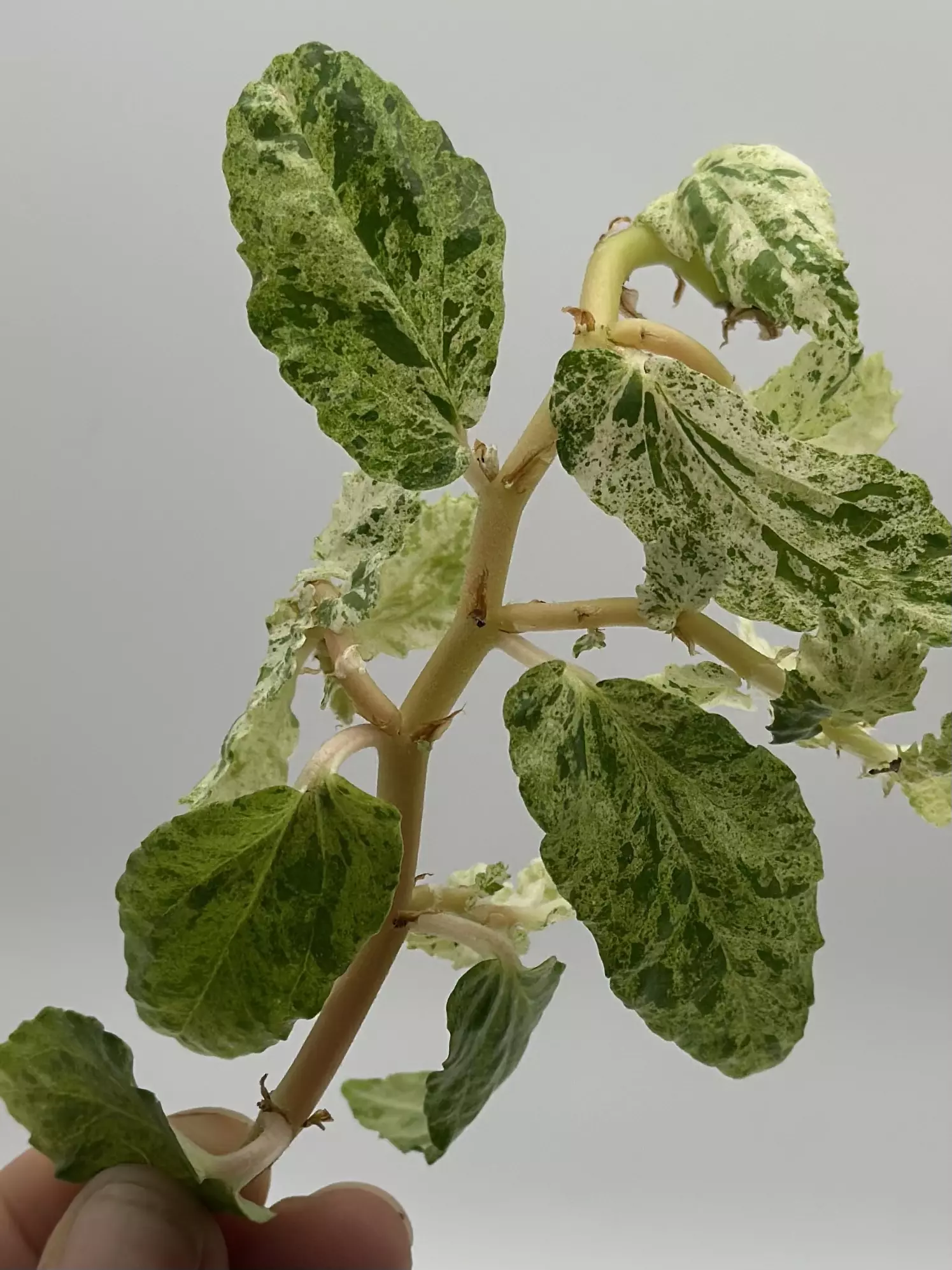 plant/Variegated peppermint begonia (fresh cutting)-0