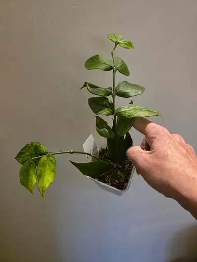 plant/Hoya polyneura albo-0-thumbnail