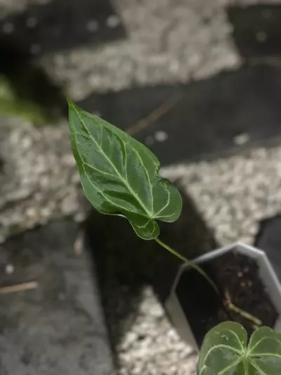 plant/SKG Stripey x AOS-1-thumbnail