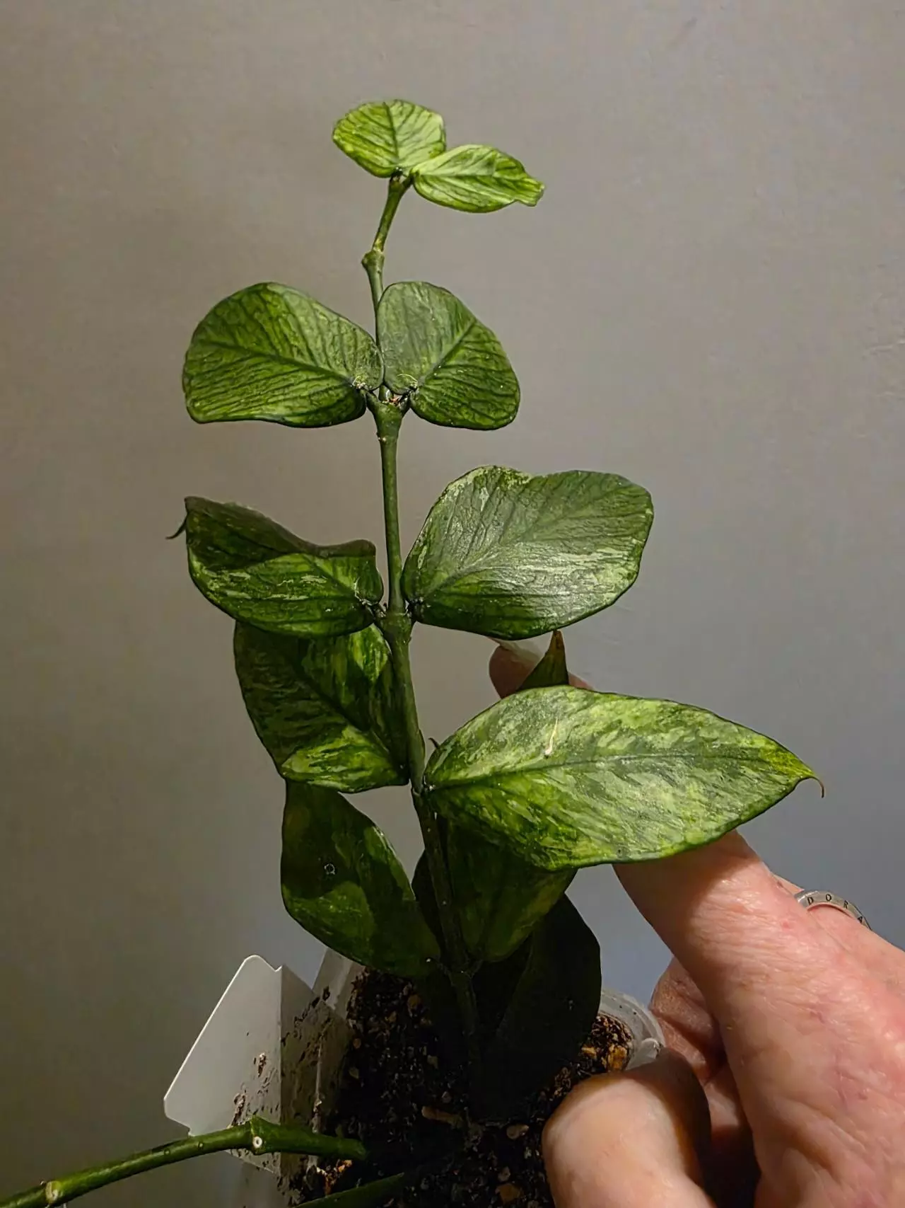 plant/Hoya polyneura albo-1