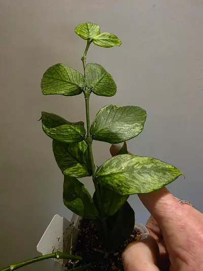plant/Hoya polyneura albo-1-thumbnail