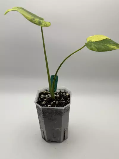 plant/Monstera aurea-0-thumbnail