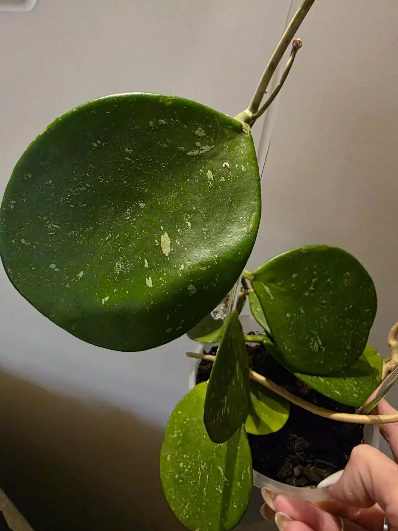 plant/Hoya obovata-1