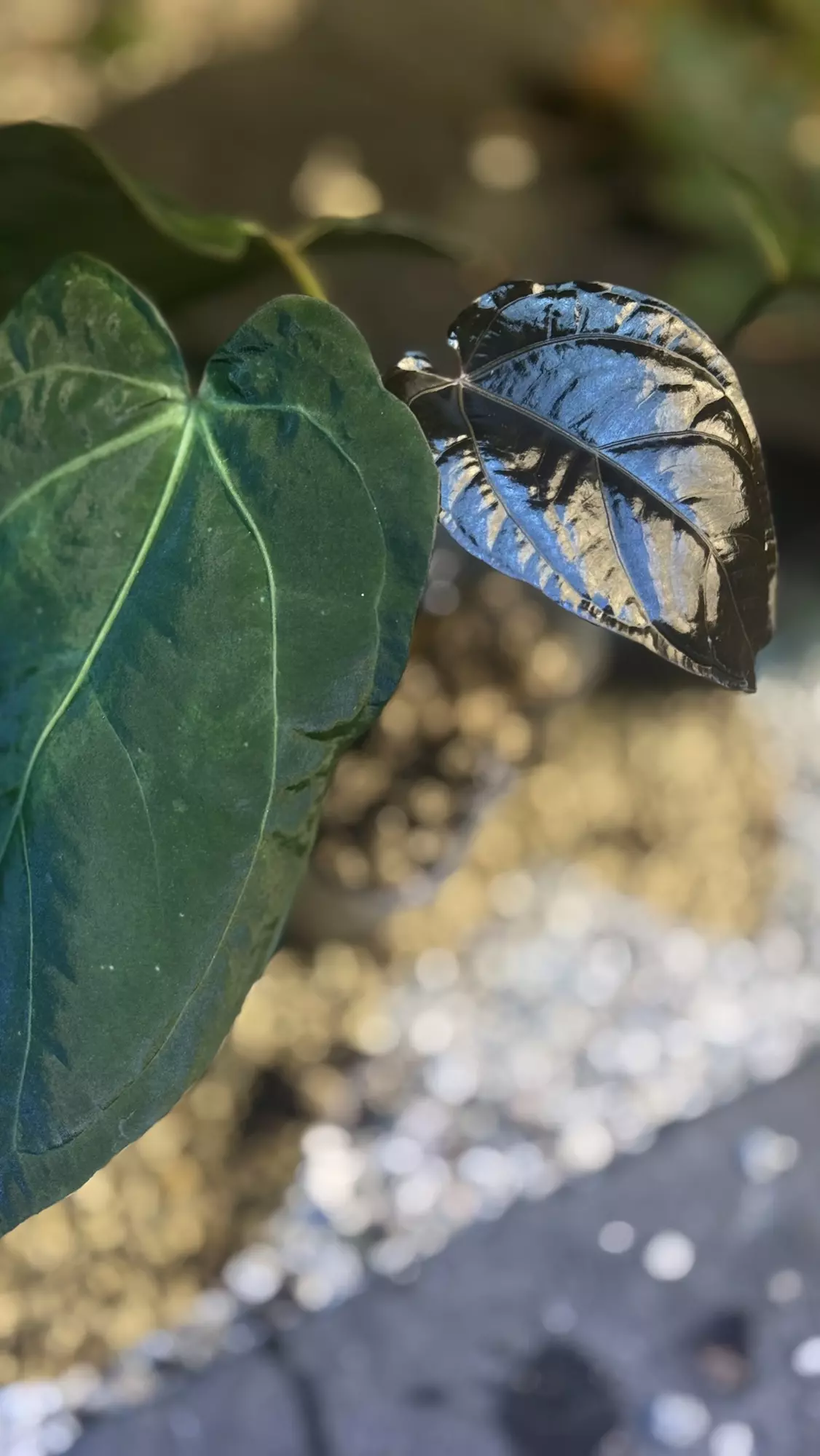 plant/Tezula BVEP F2 Sport w/blister var.-2