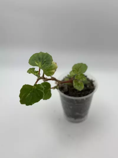 plant/Variegated semperflorens “charm”-0-thumbnail